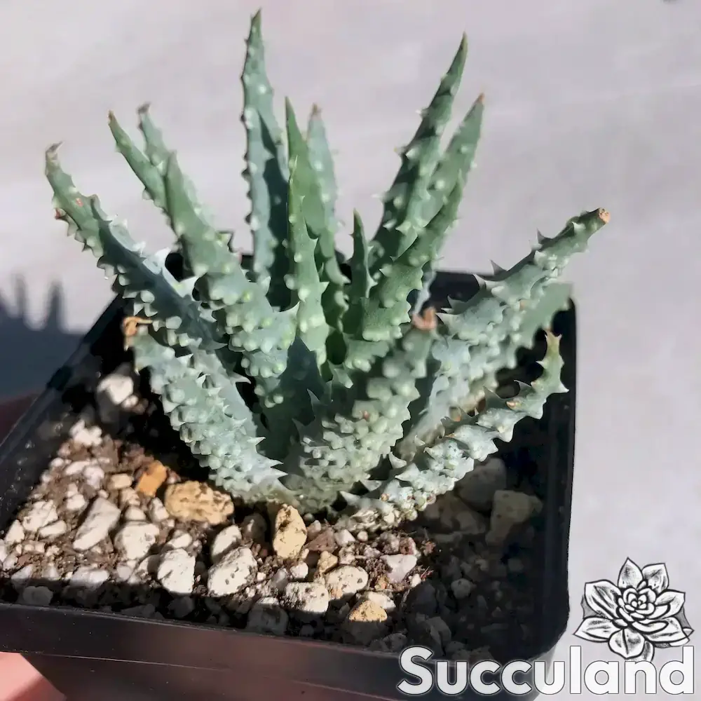 Aloe Humilis - Hedgehog Aloe