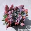 Echeveria Trumpet Pinky