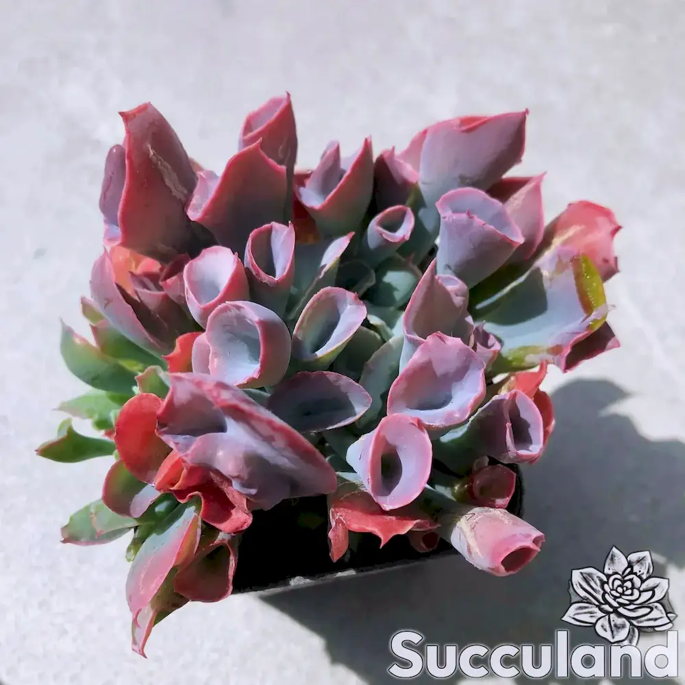 echeveria trumpet pinky succulent