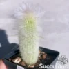 Espostoa Lanata - Peruvian Old Man Cactus
