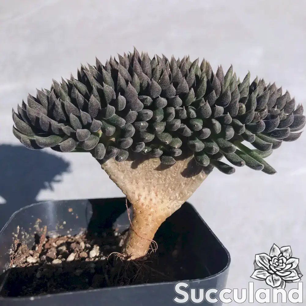 Sinocrassula Yunnanensis - Chinese Jade Crested succulent