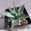 Agave Havardiana (Very Cold Hardy)