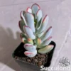 Cotyledon Orbiculata Long Leaf Variegated