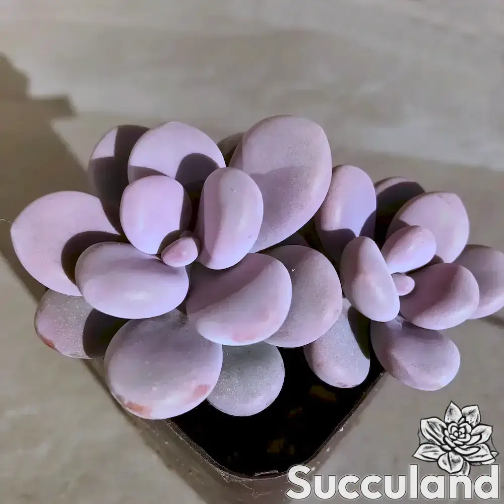 Graptopetalum Amethystinum - Lavender Pebbles succulent