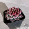 Echeveria Fire Pillar