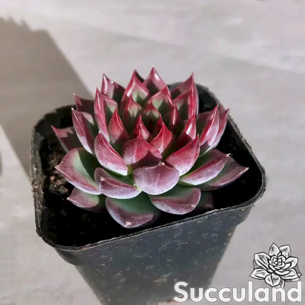 Echeveria Fire Pillar succulent