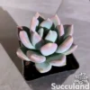 Echeveria Grosso