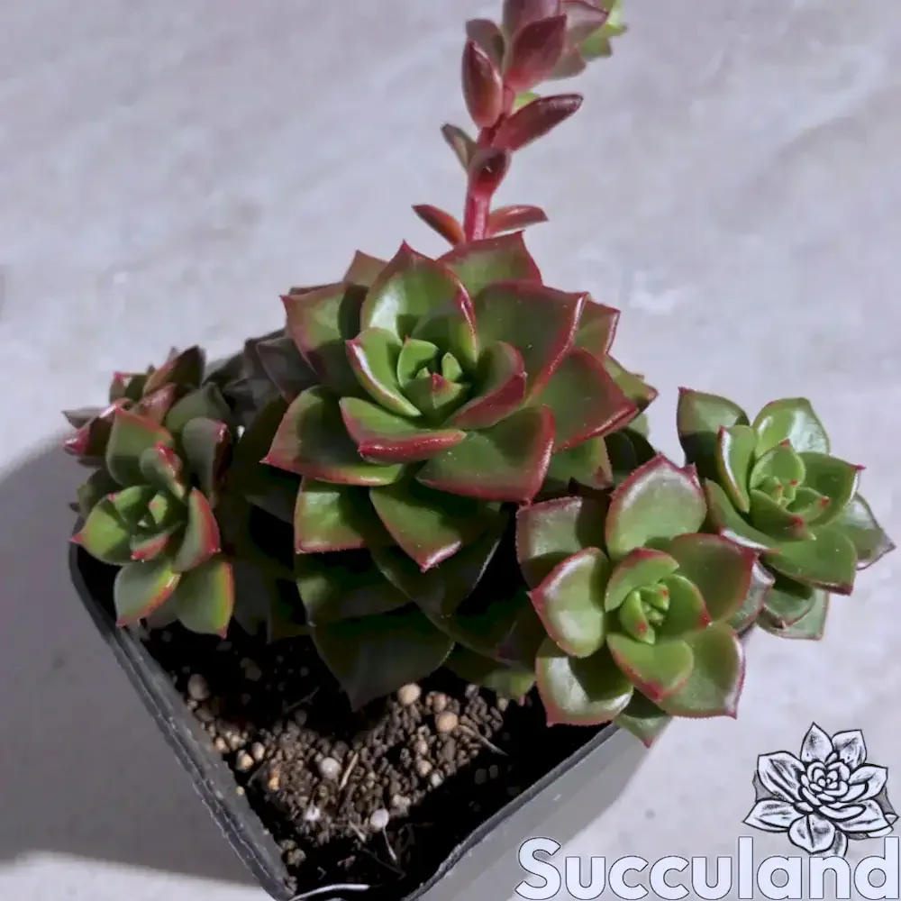 Sedeveria Letizia succulent