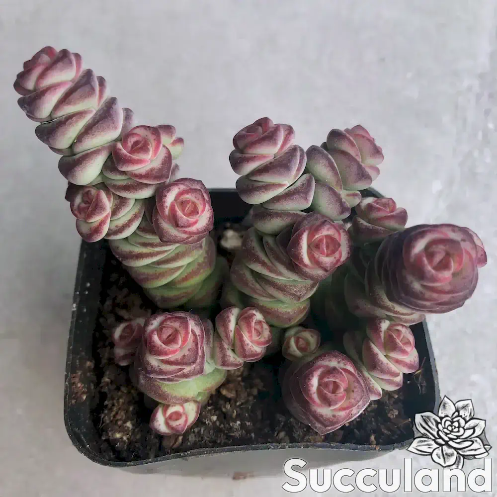 Crassula Coastal Coral succulent