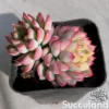 Echeveria Mebina Vareigated