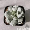 Caputia Scaposa Var. Addoensis