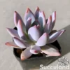 Echeveria White Lotus