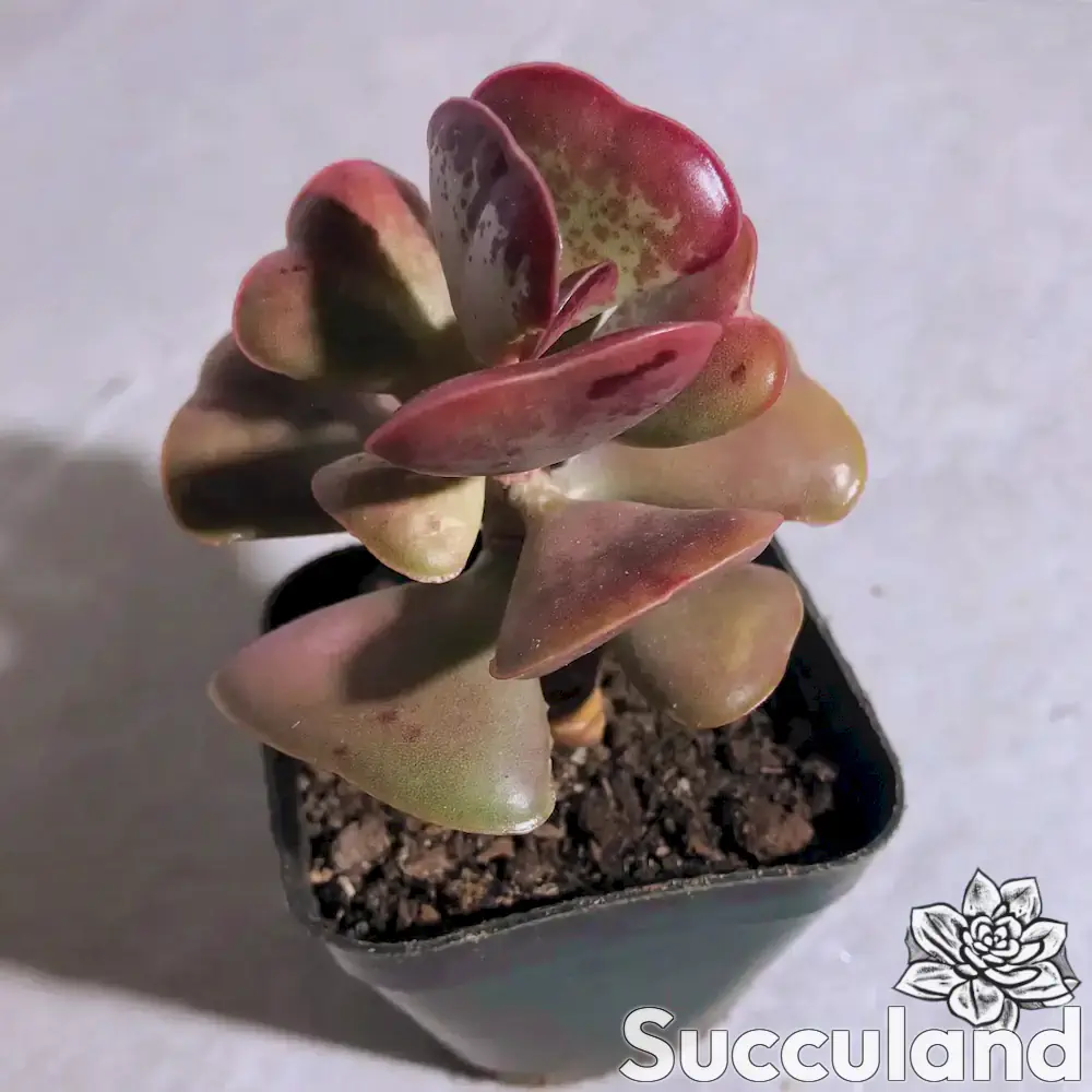 Adromischus Triflorus - Calico Hearts