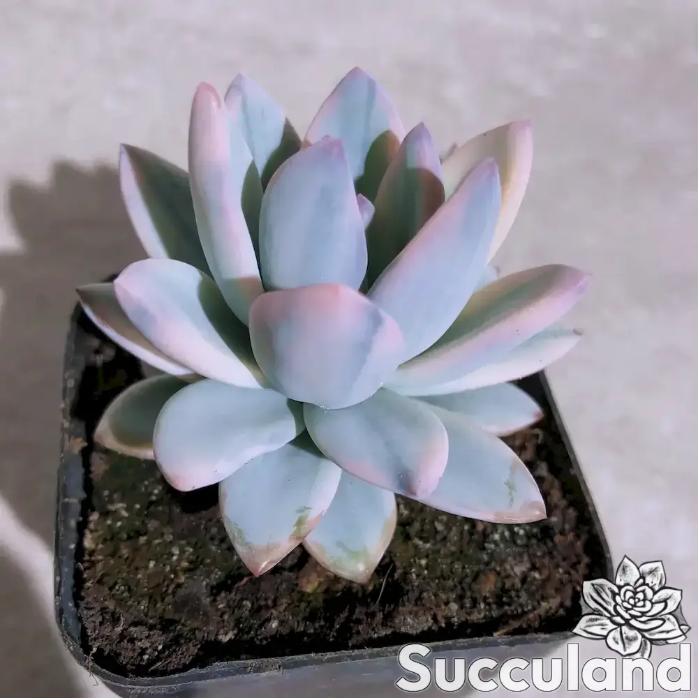 Pachyveria Simonoasa 'Powder Puff' Variegated succulent