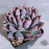 Echeveria Echoes
