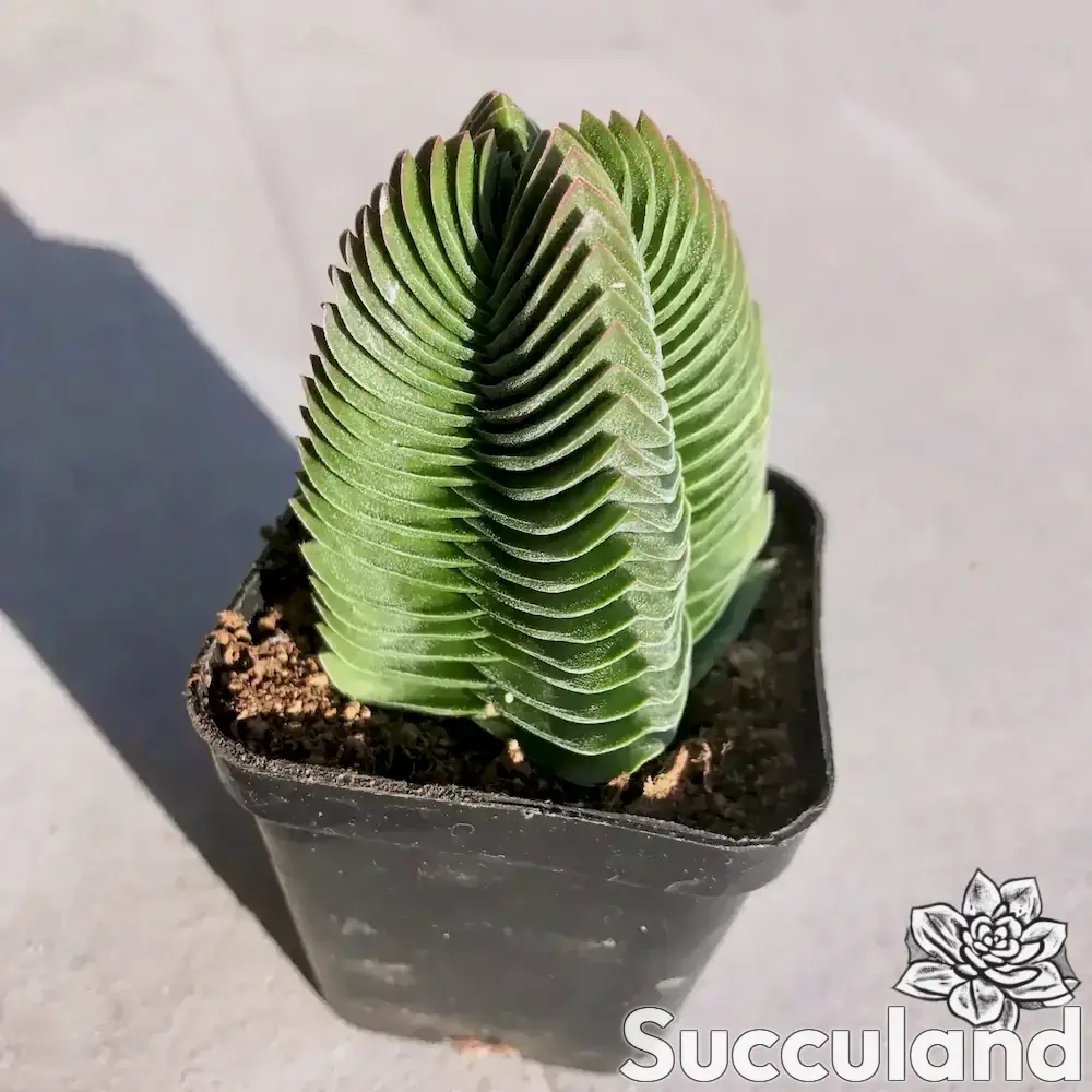 Crassula Buddha's Temple succulent