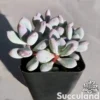 Pachyphytum Glutinicaule - Sticky Moonstones