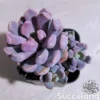 Graptoveria Topsy Debbi - Lilac Spoons