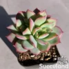Echeveria Luella