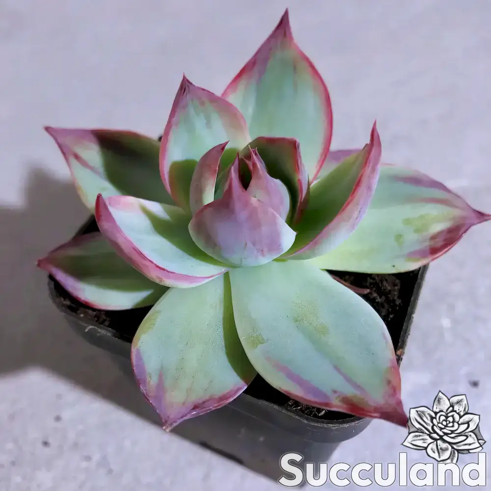 Echeveria Casio succulent