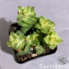Crassula Perforata Variegated - String of Buttons