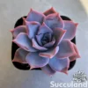 Echeveria Lucila
