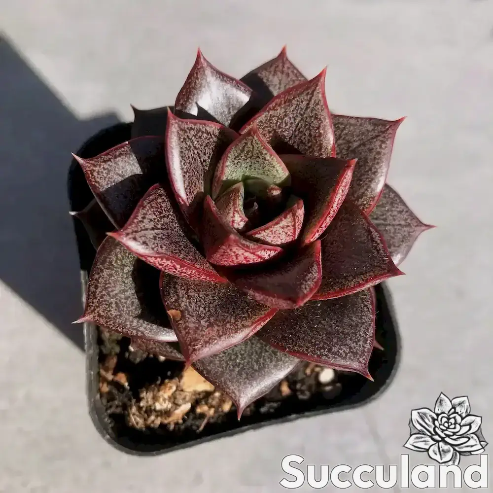 Echeveria Dionysos succulent
