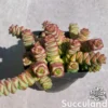 Crassula Baby Necklace