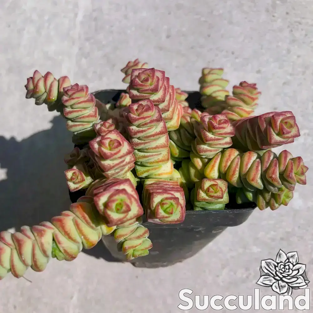 Crassula baby necklace succulent