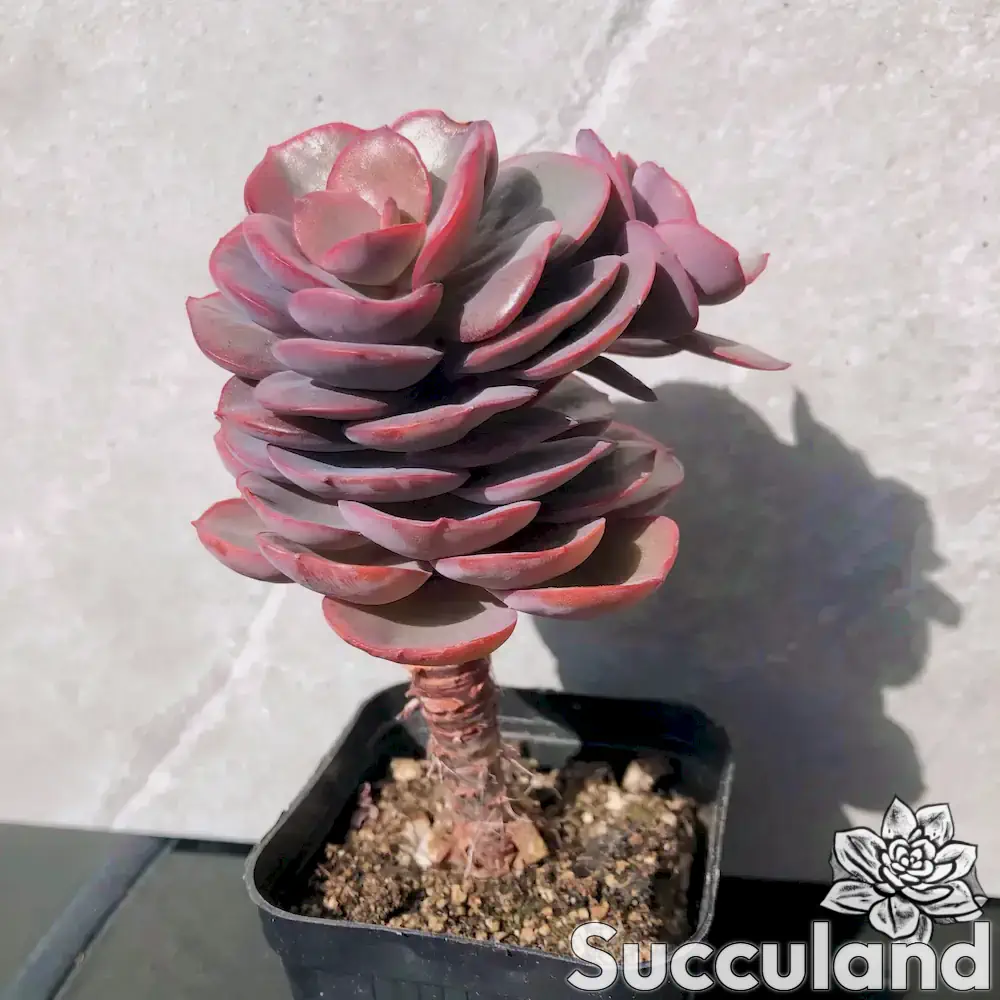 Echeveria Suyon succulent