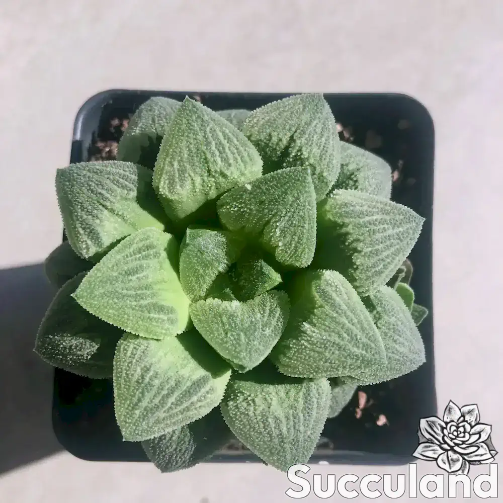 Haworthia Pygmaea