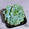 Echeveria Ice Chips