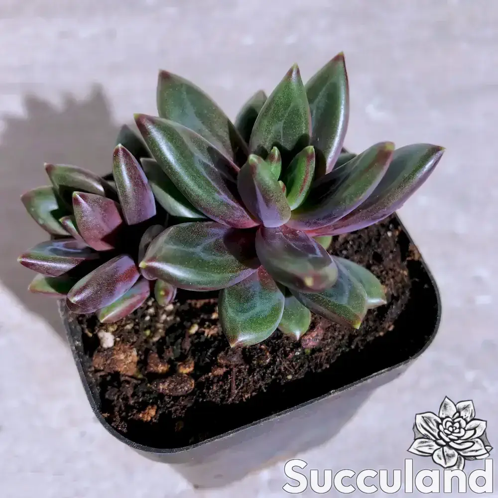 Pachyveria Izar succulent