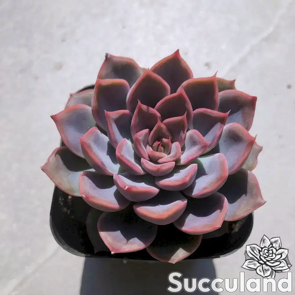 Echeveria Orion succulent
