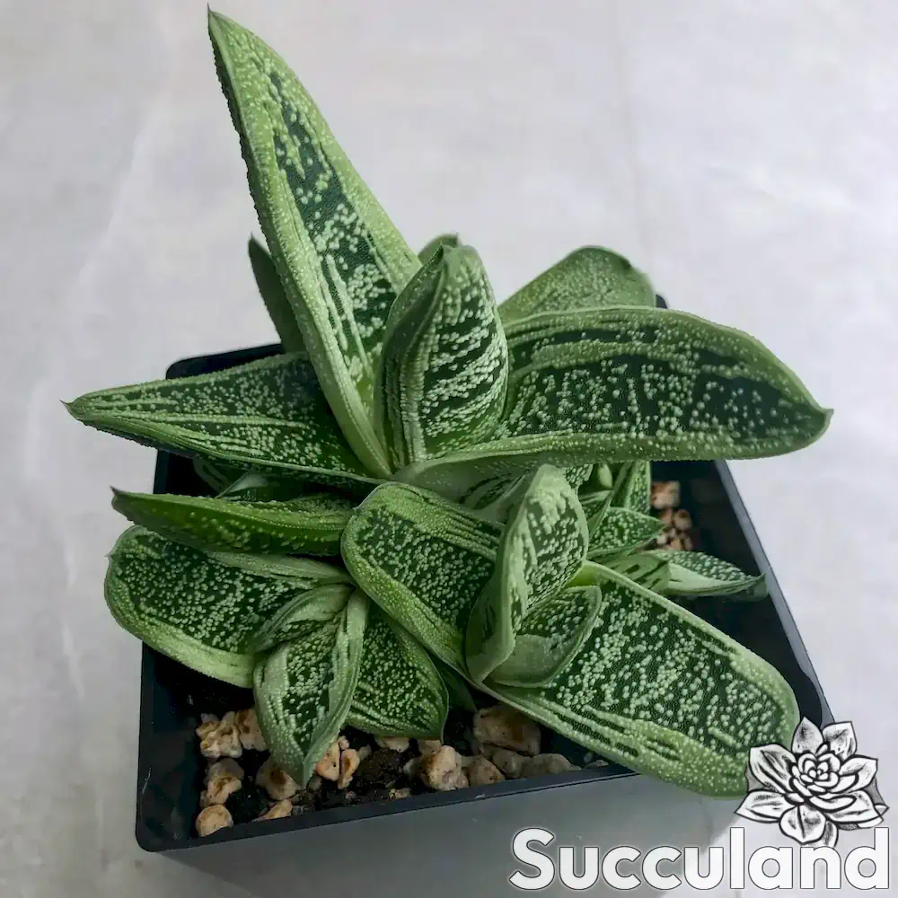 Gasteria Little Warty succulent
