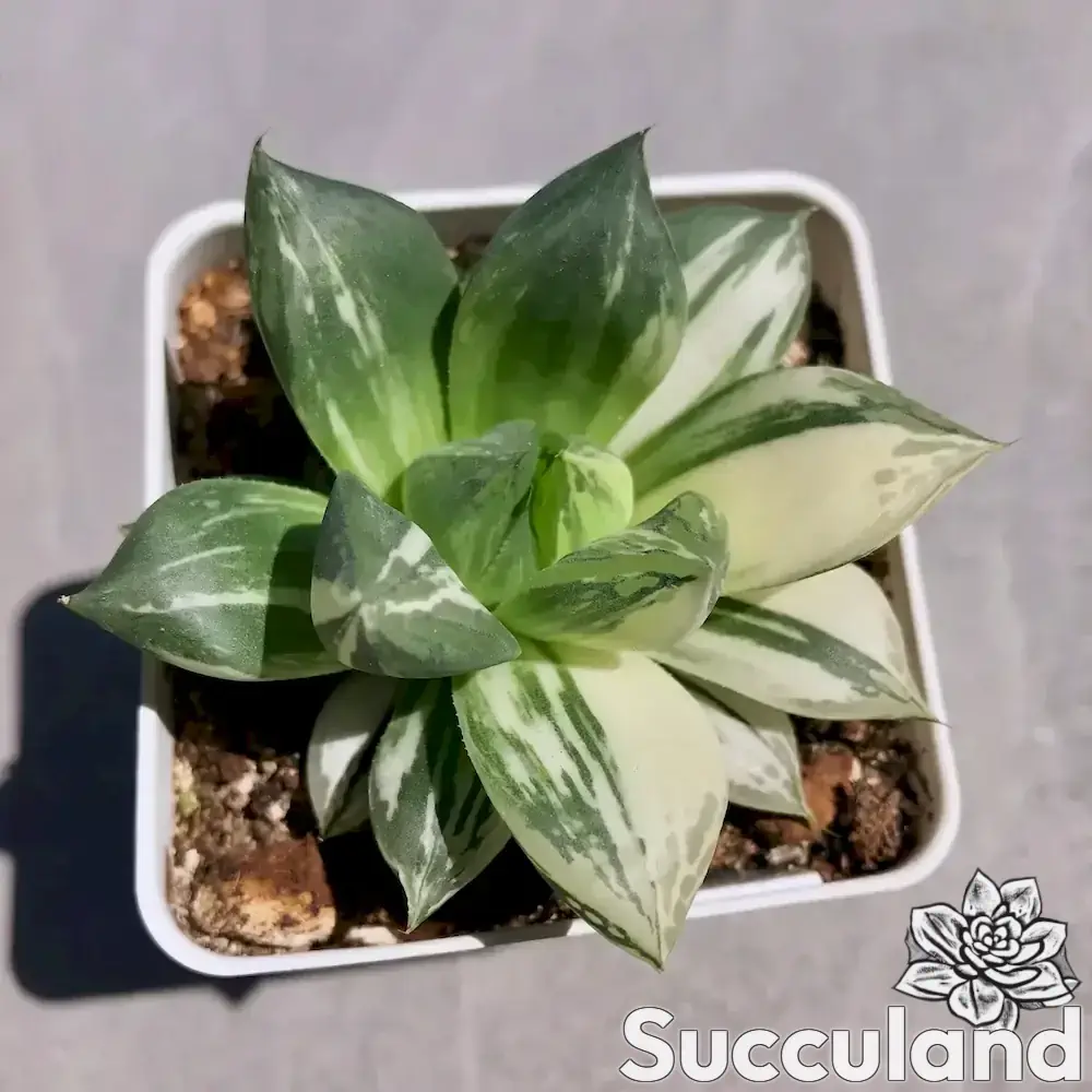 Haworthia Cuspidata Variegated succulent