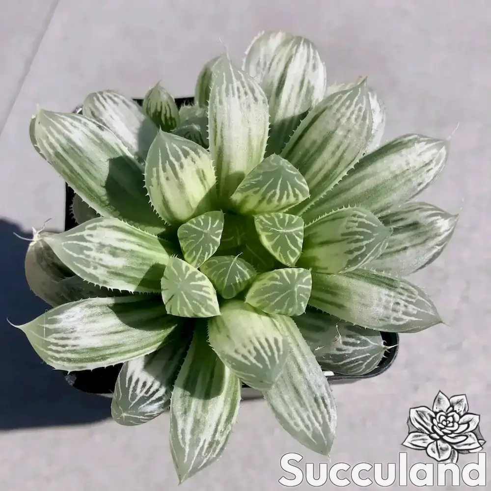 Haworthia Cooperi Pilifera Variegated “Silver Swirls” succulent