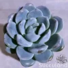 Echeveria Jade Butterfly