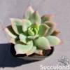 Echeveria Golden Glow