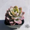 Echeveria Pink Bella Variegated