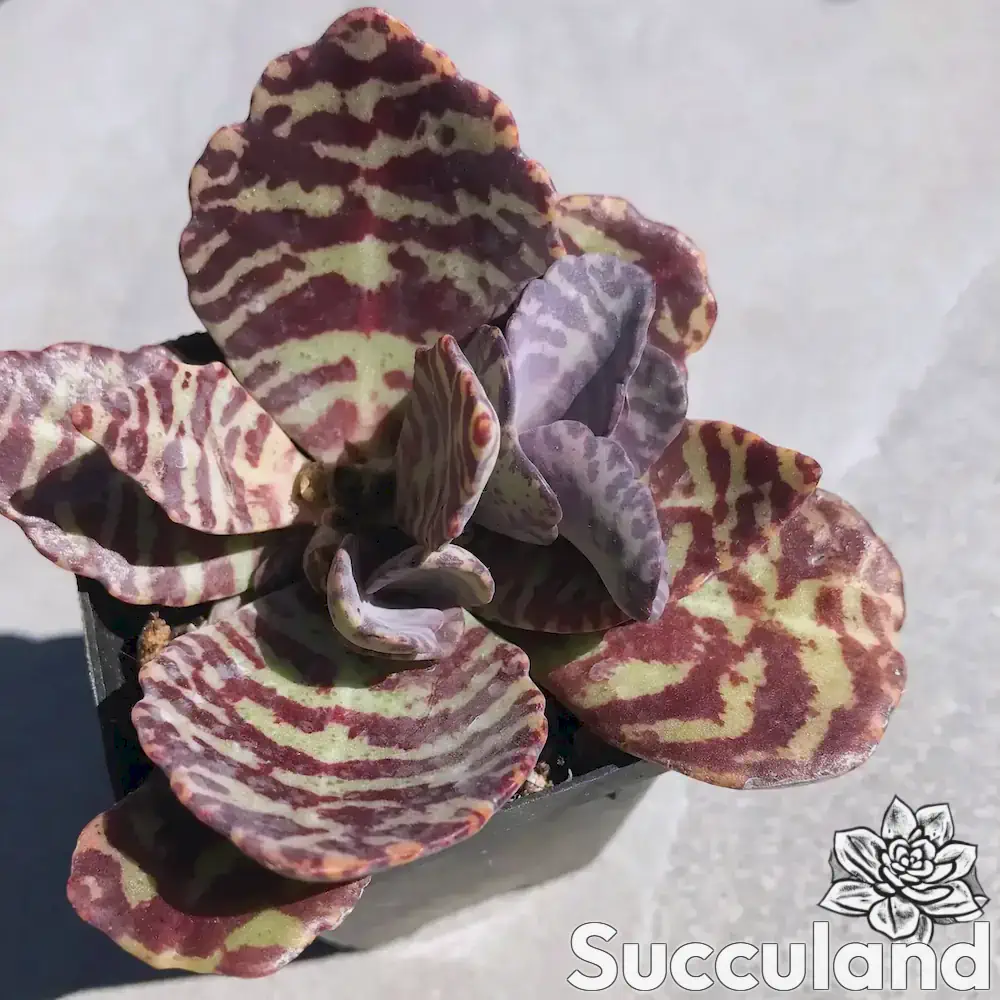 Kalanchoe Humilis - Red Tiger succulent