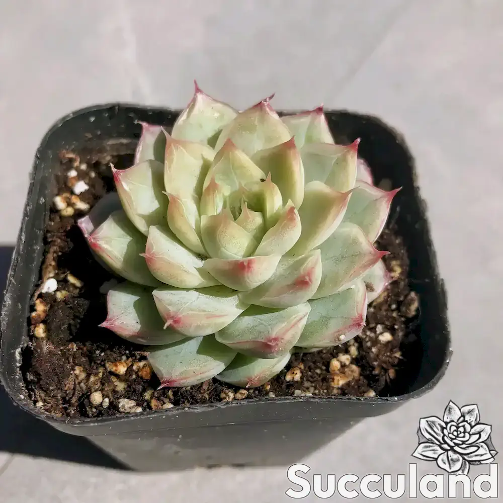 Echeveria Peach Queen succulent