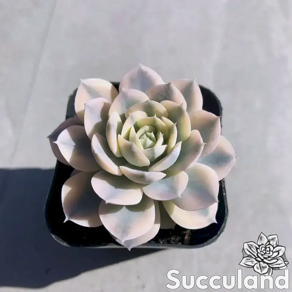 Echeveria Runyonii “Akaihosi” Variegated succulent