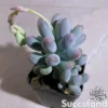 Pachyphytum Sweet Dumpling
