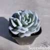 Echeveria Exotic
