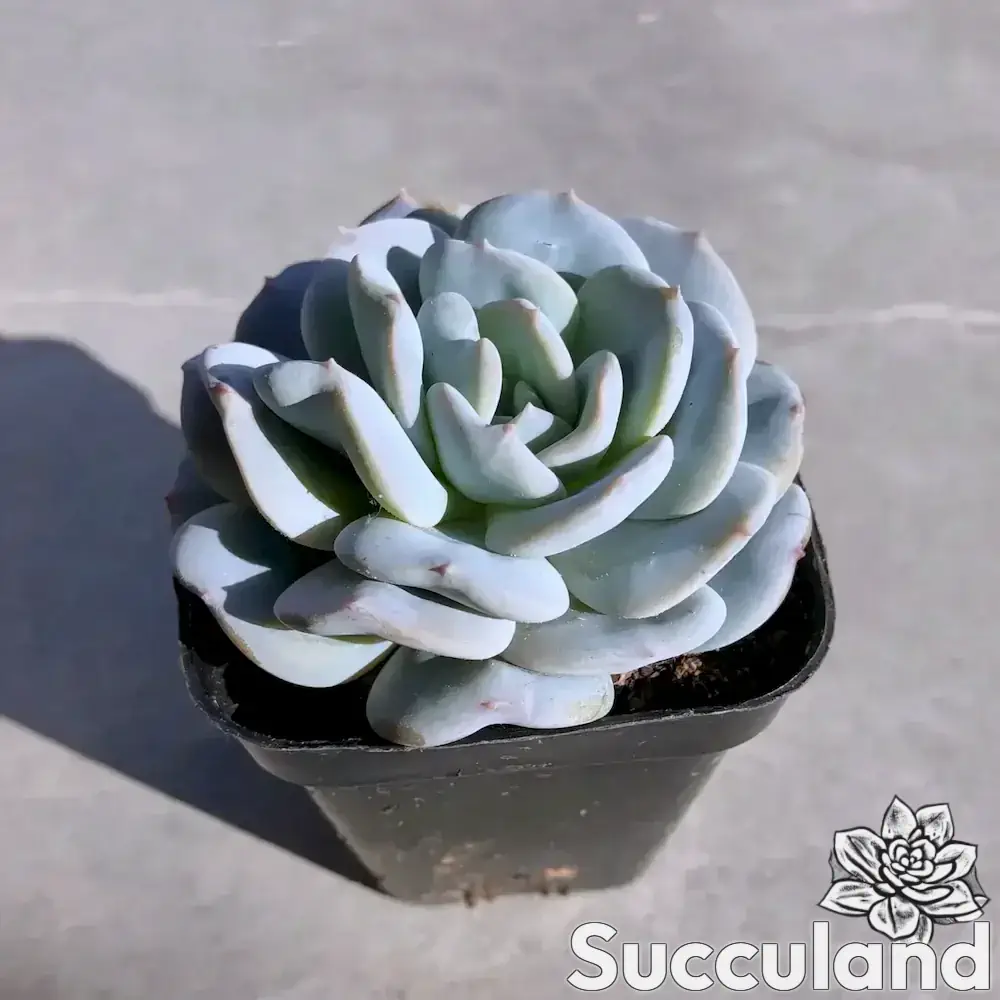 Echeveria Exotic succulent
