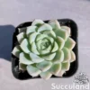 Echeveria Elegans 'Alba White'