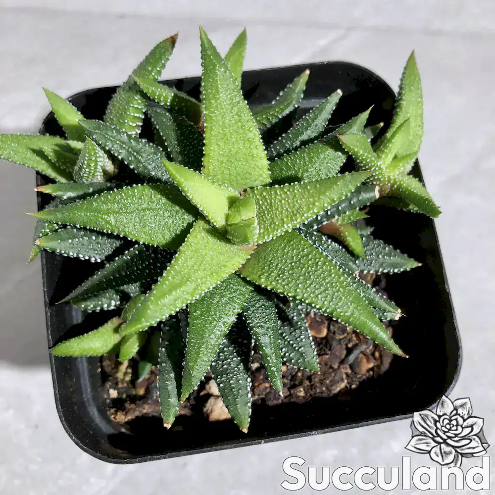 Haworthiopsis Attenuata 'Tanba' succulent