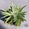 Haworthiopsis Attenuata White Variegated