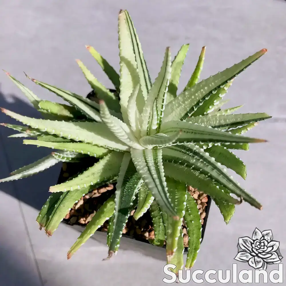Haworthiopsis Attenuata White Variegated succulent